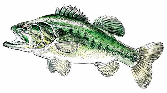 Black-bass à grande bouche