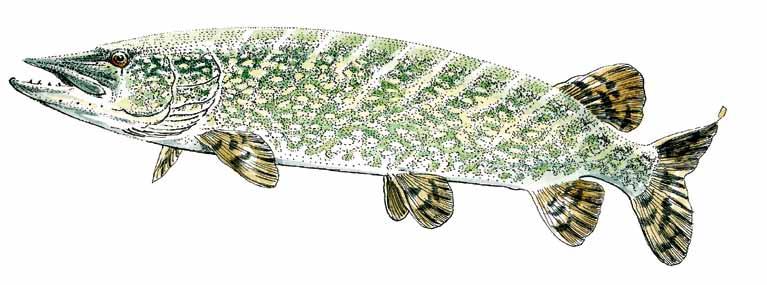 Brochet