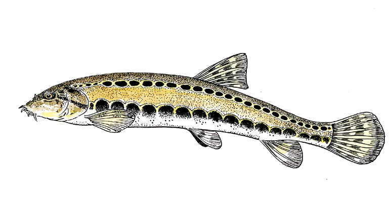 Loche de rivière