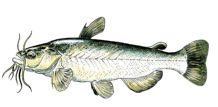 Poisson-chat